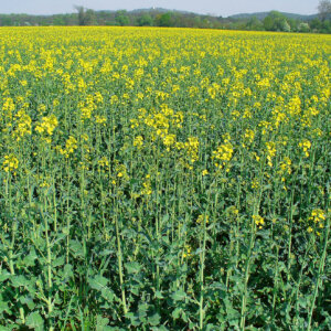 Medník - postupné nasazení 2 Řepkové pole