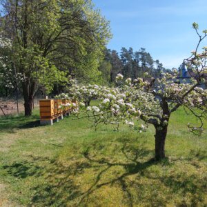Časné jaro před včelnicí
