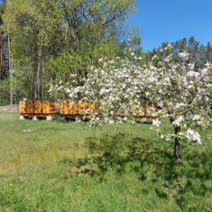Kvetoucí jabloň před včelnicí