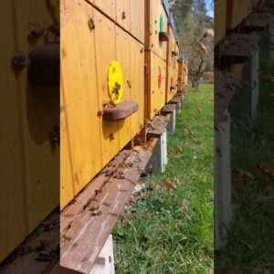 vcely a prvni letosni snuska vce