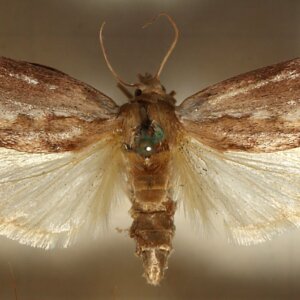 Zavíječ voskový: Praktické rady pro včelaře 9 Zavíječ voskový - motýl