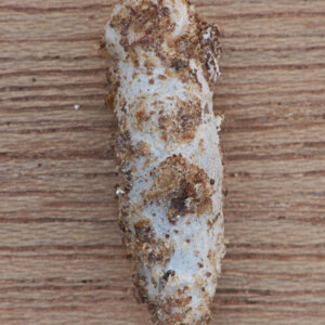 Zavíječ voskový: Praktické rady pro včelaře 11 Zavíječ voskový - kukla